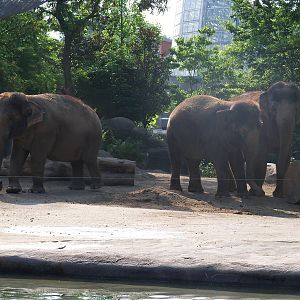 Asian Elephants