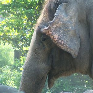 Asian Elephant