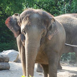 Asian Elephant