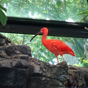 Scarlet Ibis
