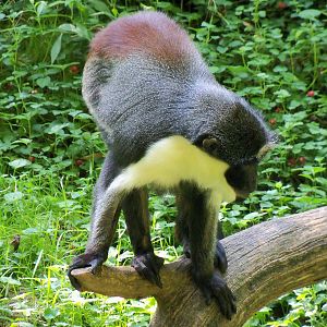 Diana Monkey