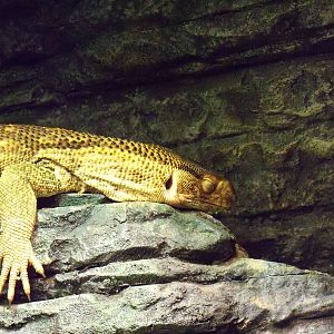 Savanna Monitor