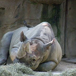 Black Rhinoceros