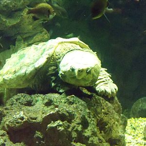 Alligator Snapping Turtle