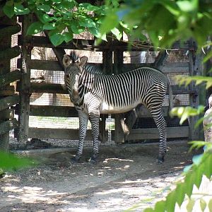 Grevy's Zebra