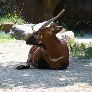 Eastern Bongo