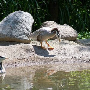 Bar-headed Goose