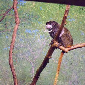 Emperor Tamarin