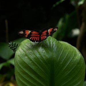 Butterfly Garden