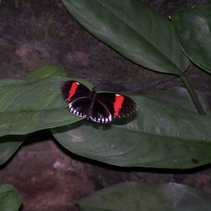 Butterfly Garden