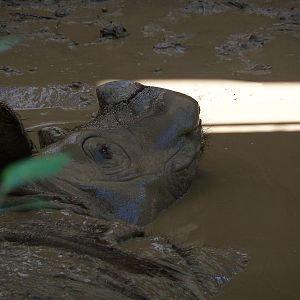 Sumatran Rhinoceros