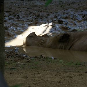 Sumatran Rhinoceros