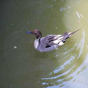 Northern Pintail