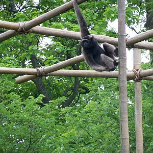 Müller's Gibbon