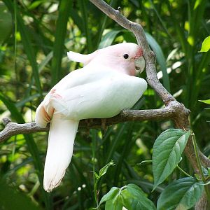 Major Mitchell's Cockatoo
