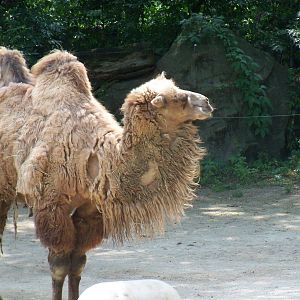 Bactrian Camel
