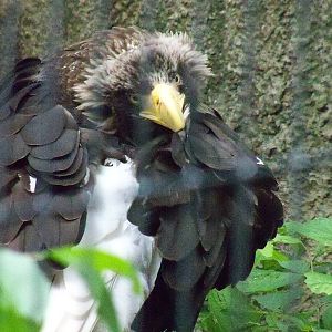 Steller's Sea Eagle