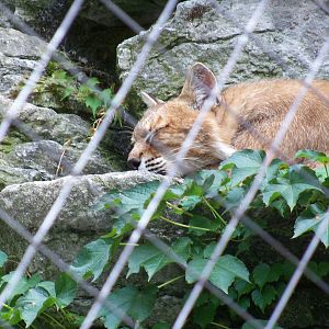 Eurasian Lynx