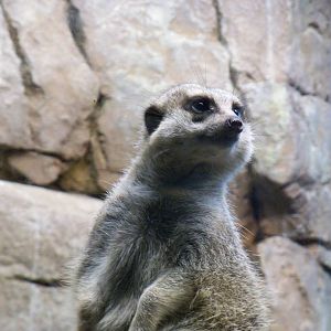 Meerkat