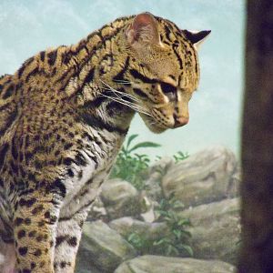 Ocelot