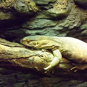 Savanna Monitor