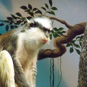 Grey's Crowned Guenon