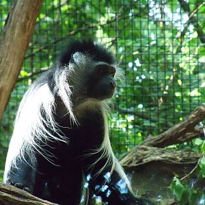 Angolan Colobus