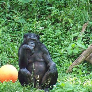 Bonobo