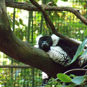 Black-and-White Ruffed Lemur