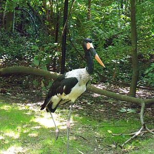 Saddlebill Stork