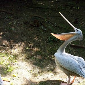 Pink-backed Pelican