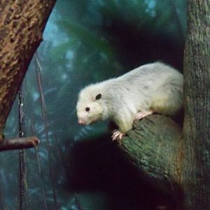 Slender-tailed Cloud Rat