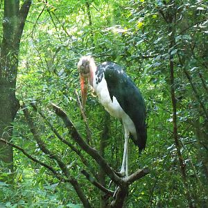 Lesser Adjutant Stork