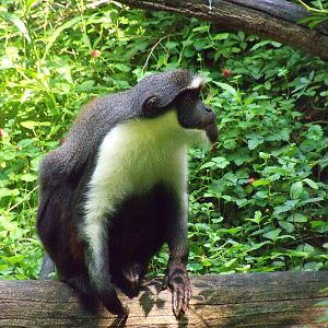 Diana Monkey