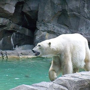Polar Bear