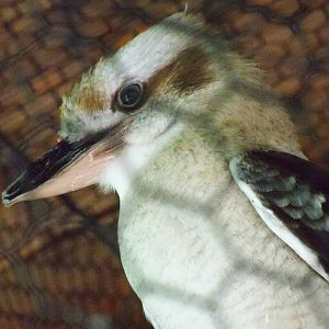 Kookaburra
