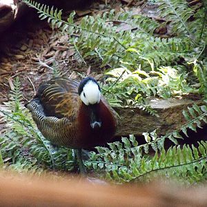 White-faced Whistling Duck