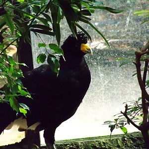 Curassow