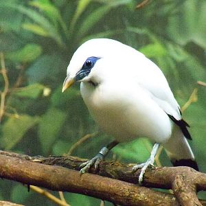 Bali Mynah