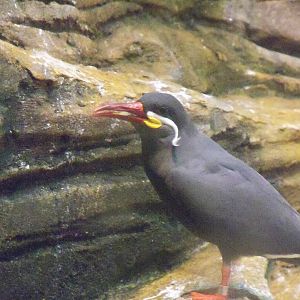 Inca Tern