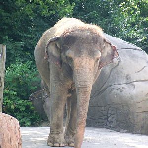 Asian Elephant