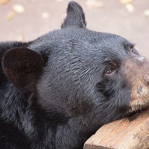 Black Bear