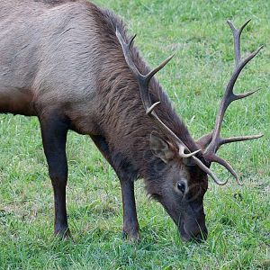 Elk