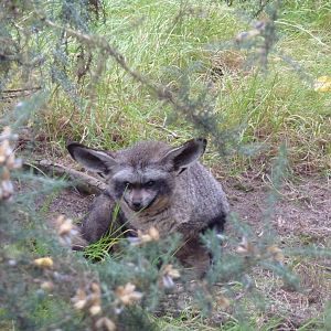 Bat-eared fox