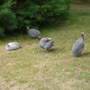Helmeted guineafowl