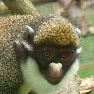 Lesser spot-nosed guenon