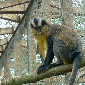 Crowned guenon