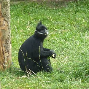 Francois' Langur