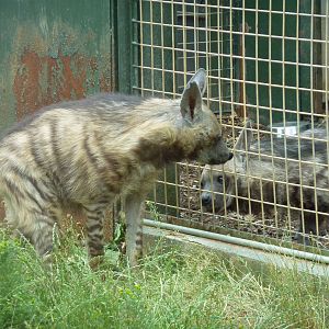 Striped hyenas