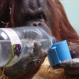 Kibriah pouring herself a drink